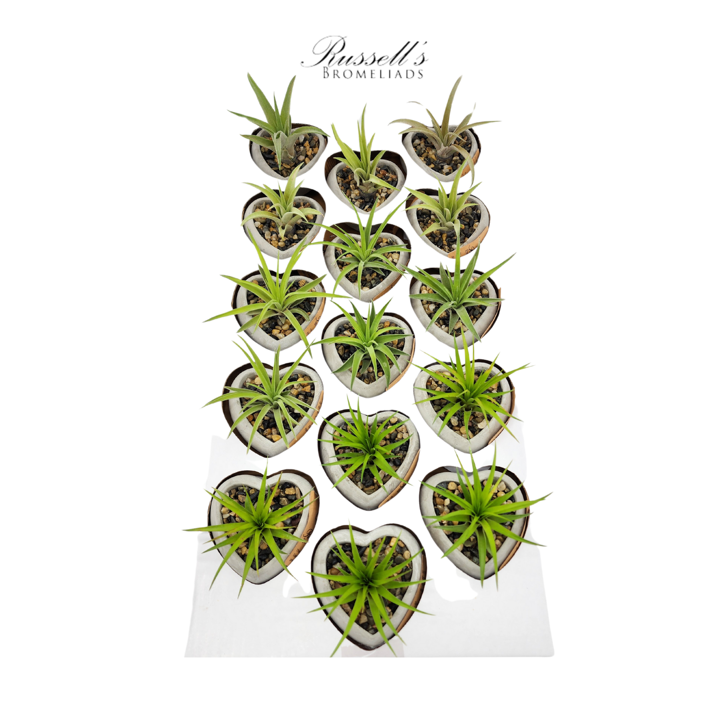 Heart Air Plant