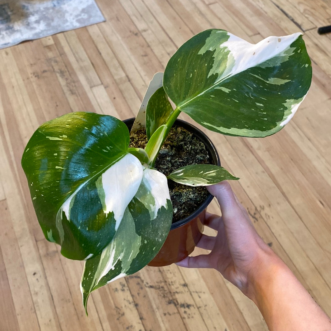 Philodendron White Wizard 6"