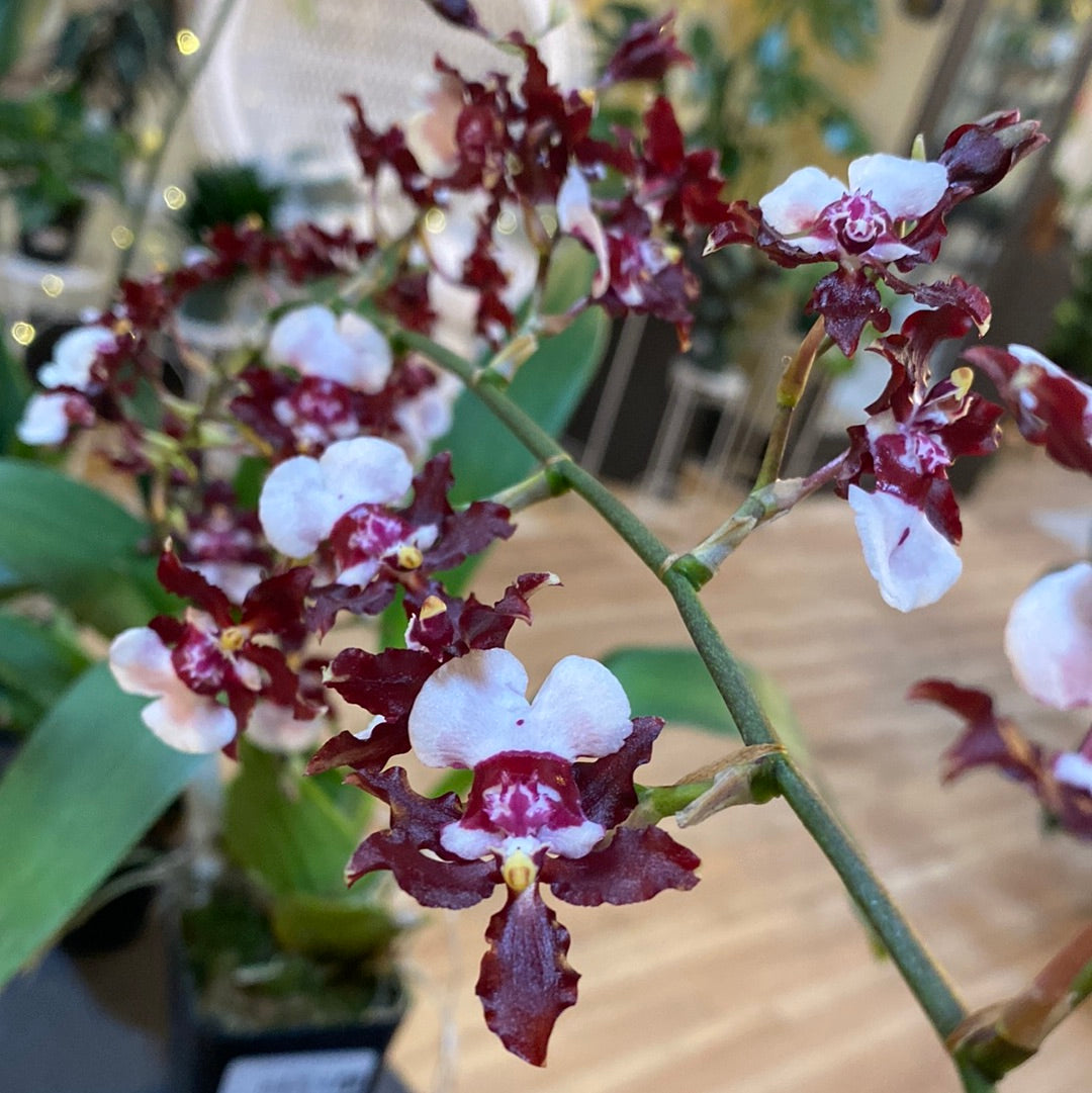 Oncidium Sharry Baby Orchid 5"