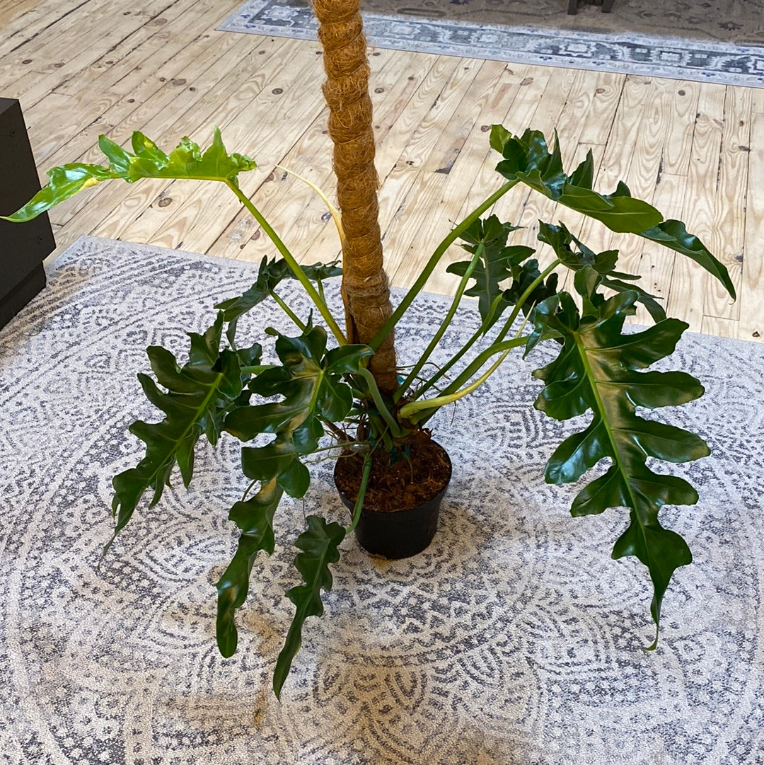 Philodendron Bob Cee Totem 6"