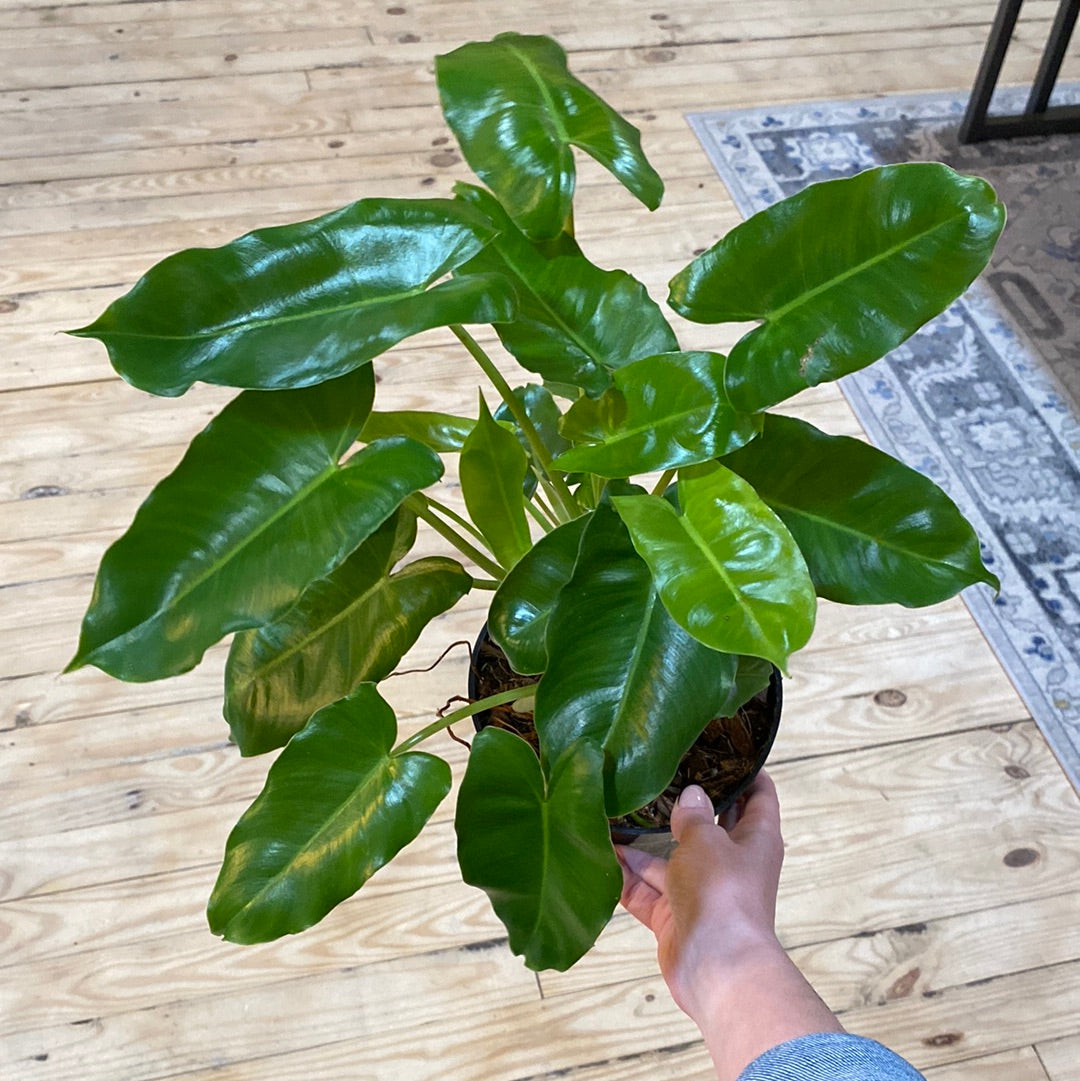 Philodendron Burle Marx 6"