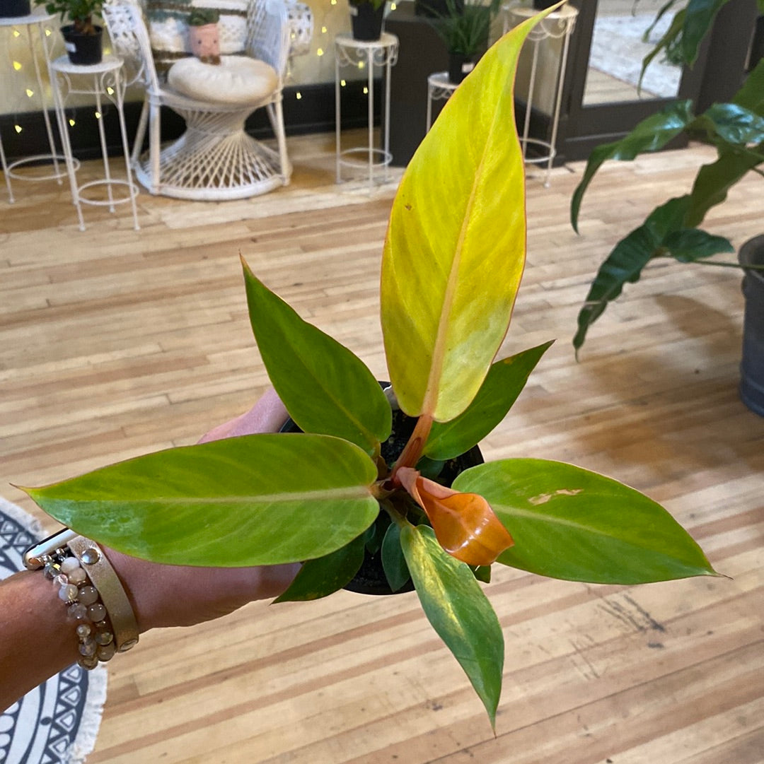 Philodendron Sun Red 4"