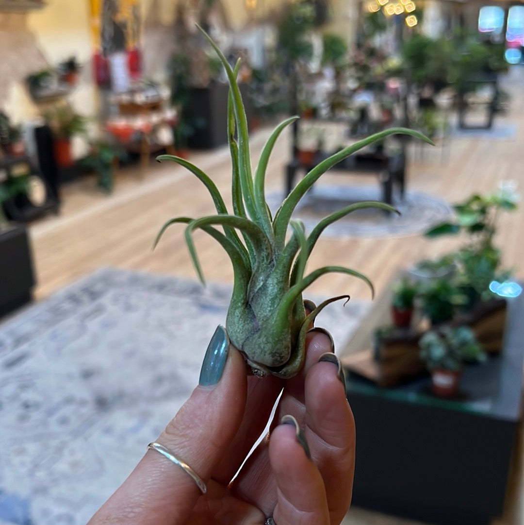 Air Plant 3 for $5