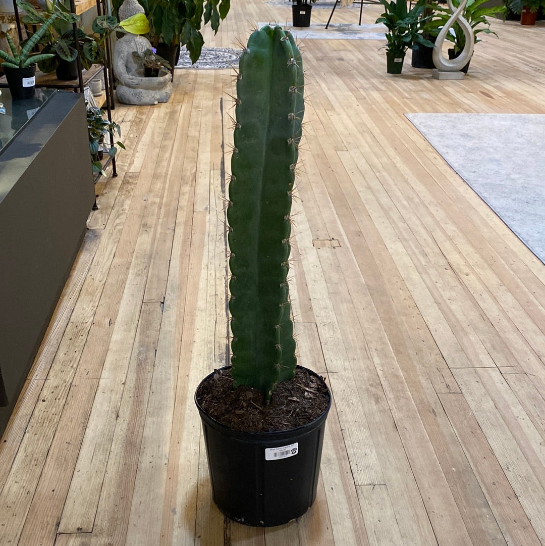 Cereus Jamacaru Cactus 10"