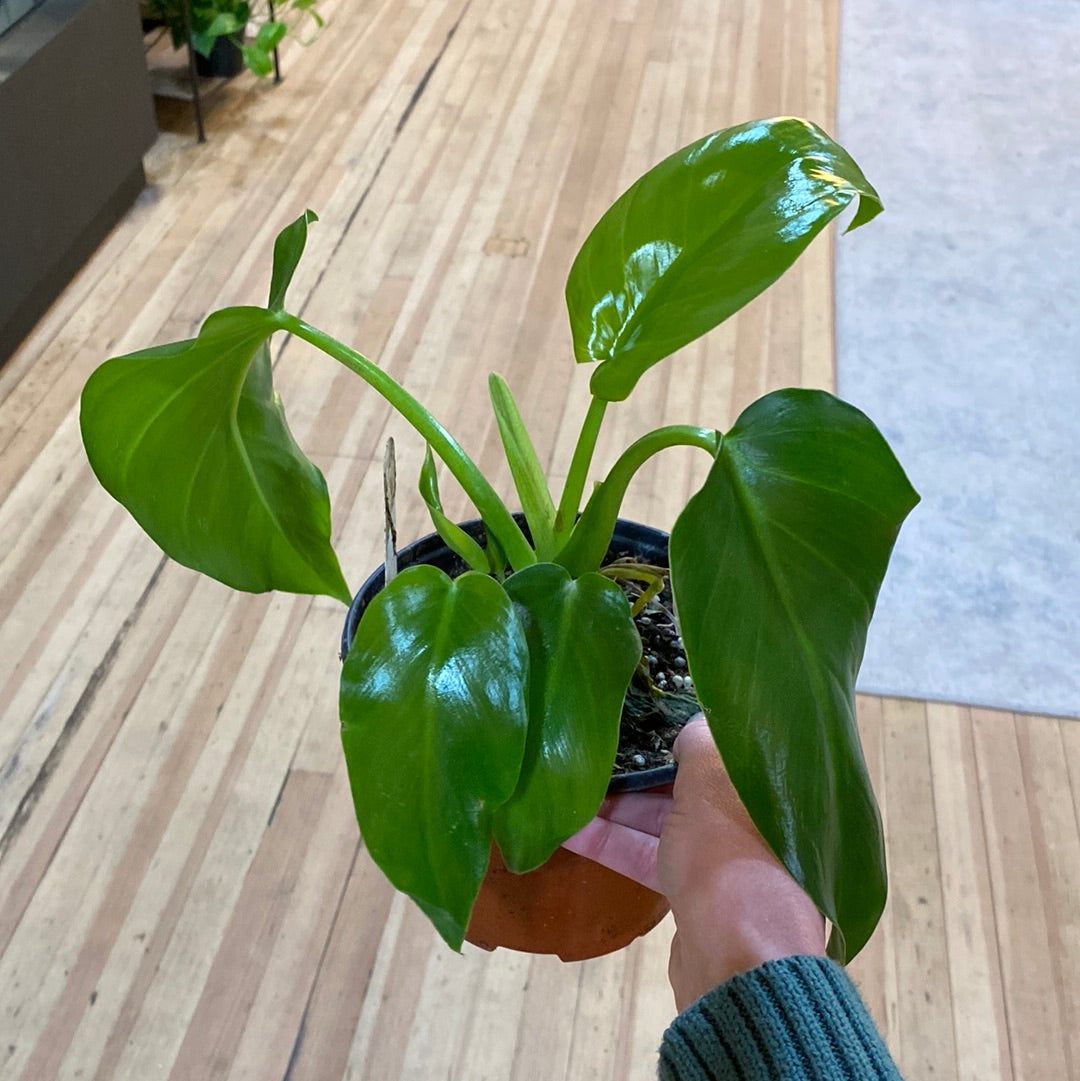 Philodendron Gigante 4"