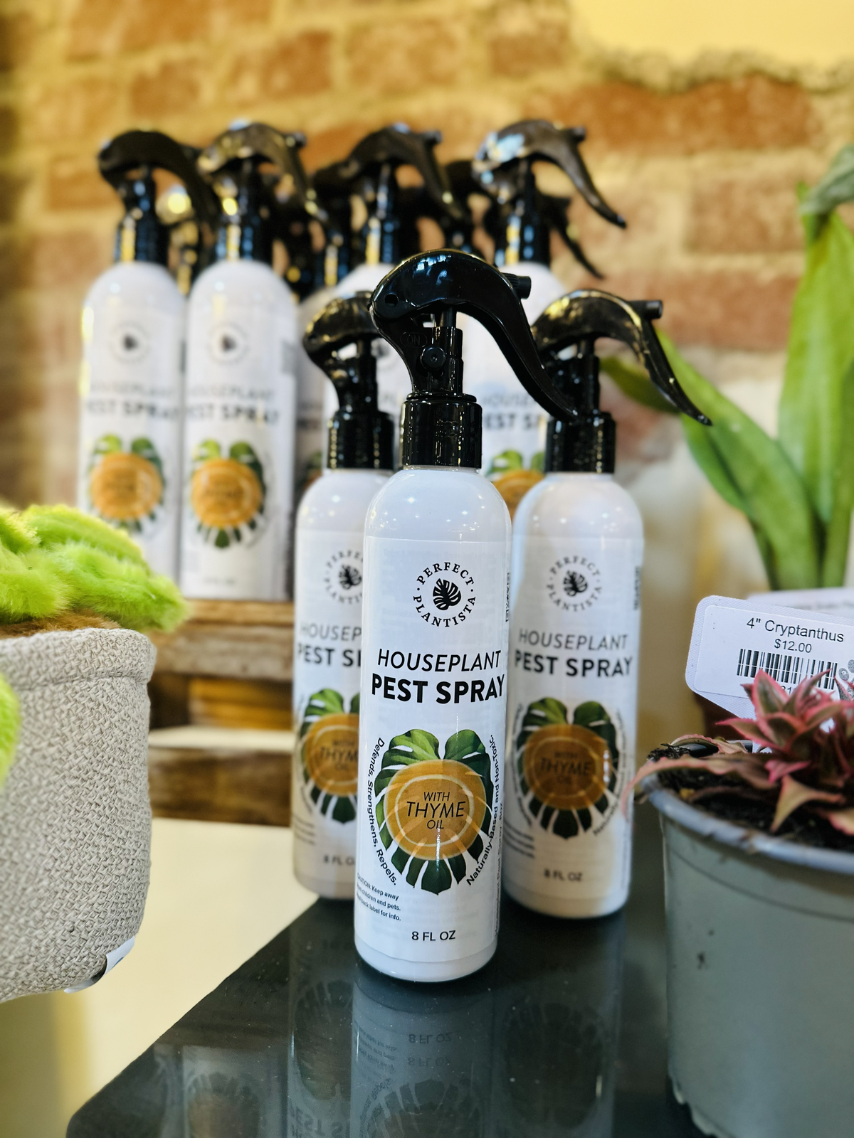 Houseplant Pest Spray: 8oz