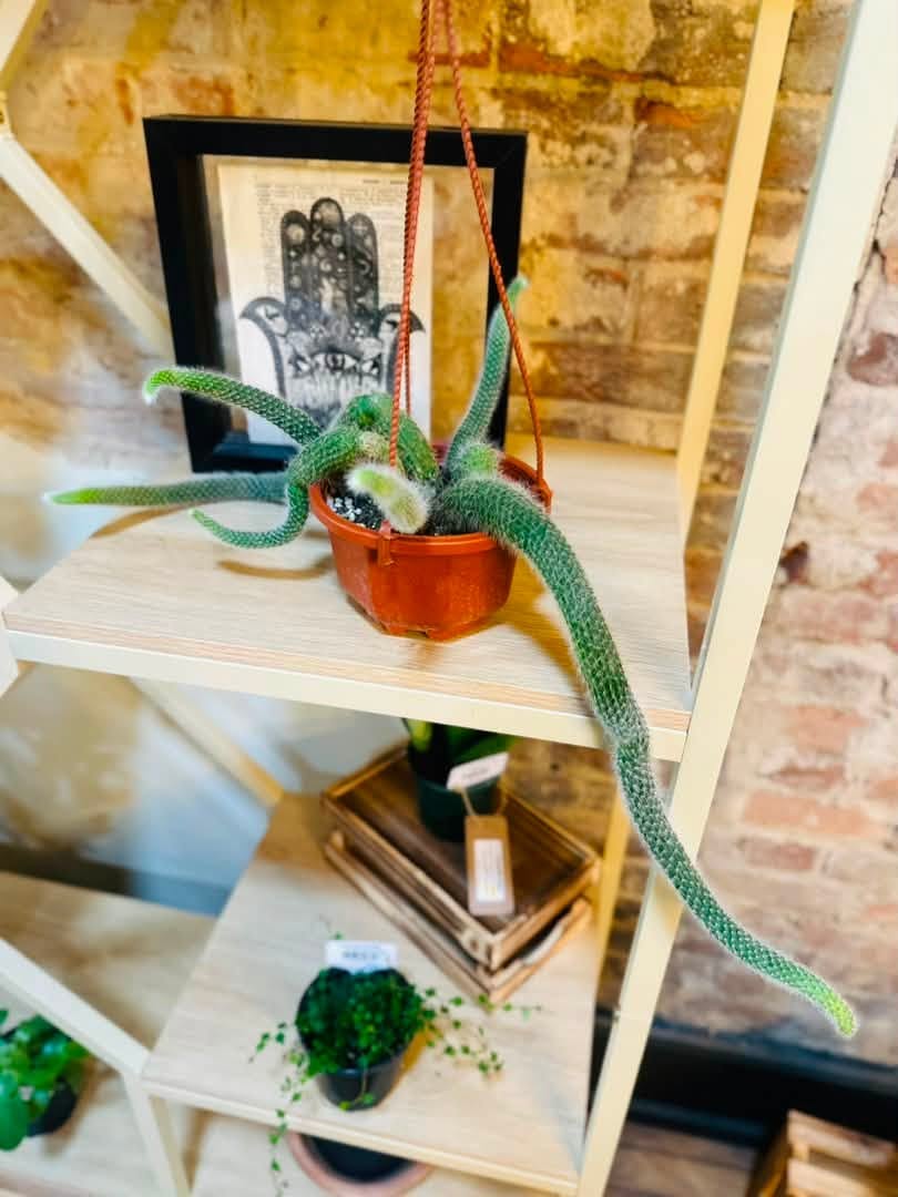 6" Monkey Tail Cactus Basket