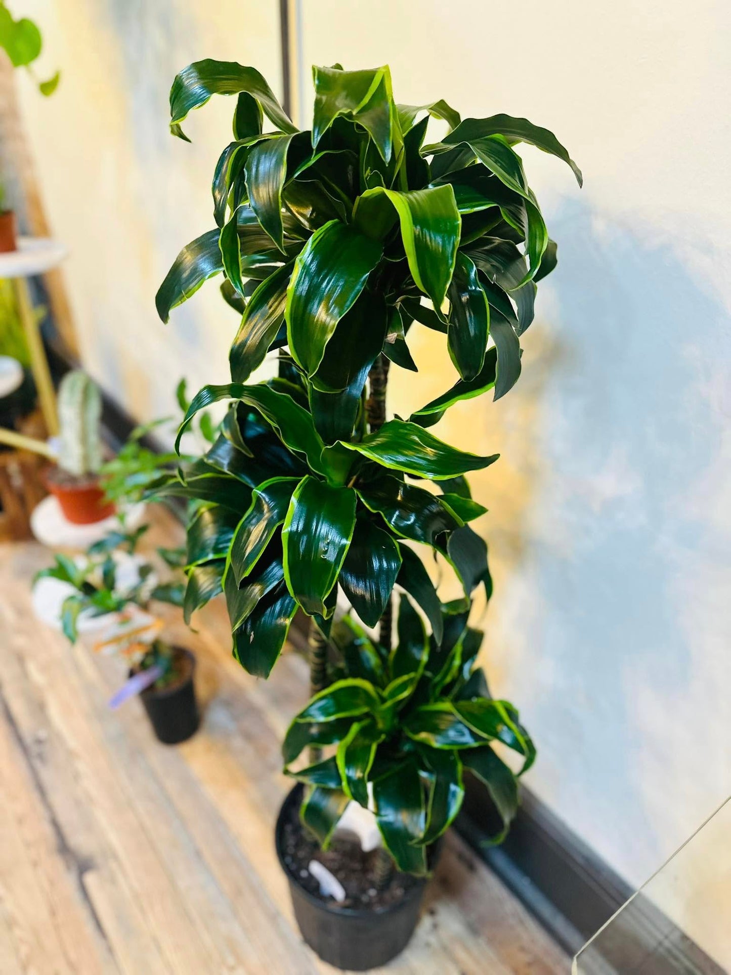 10" Dracaena Dorado
