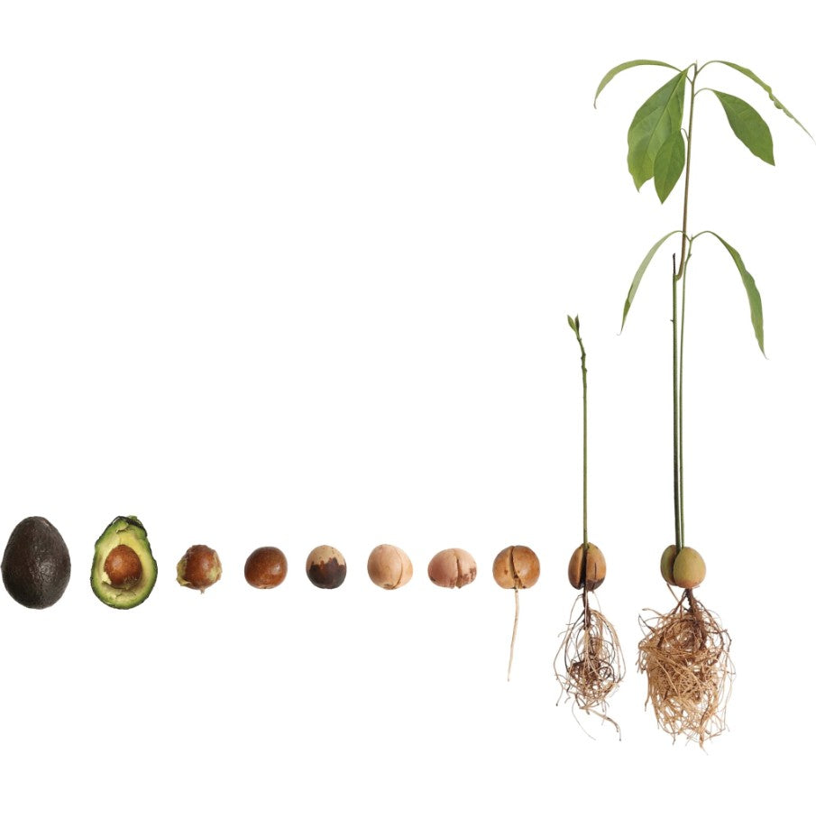 Avocado Seed Vase