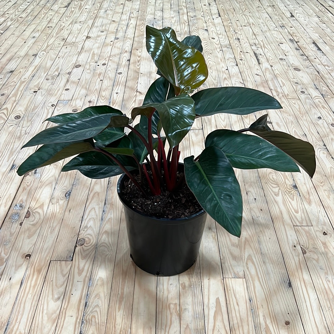 Philodendron Rojo Congo 6"