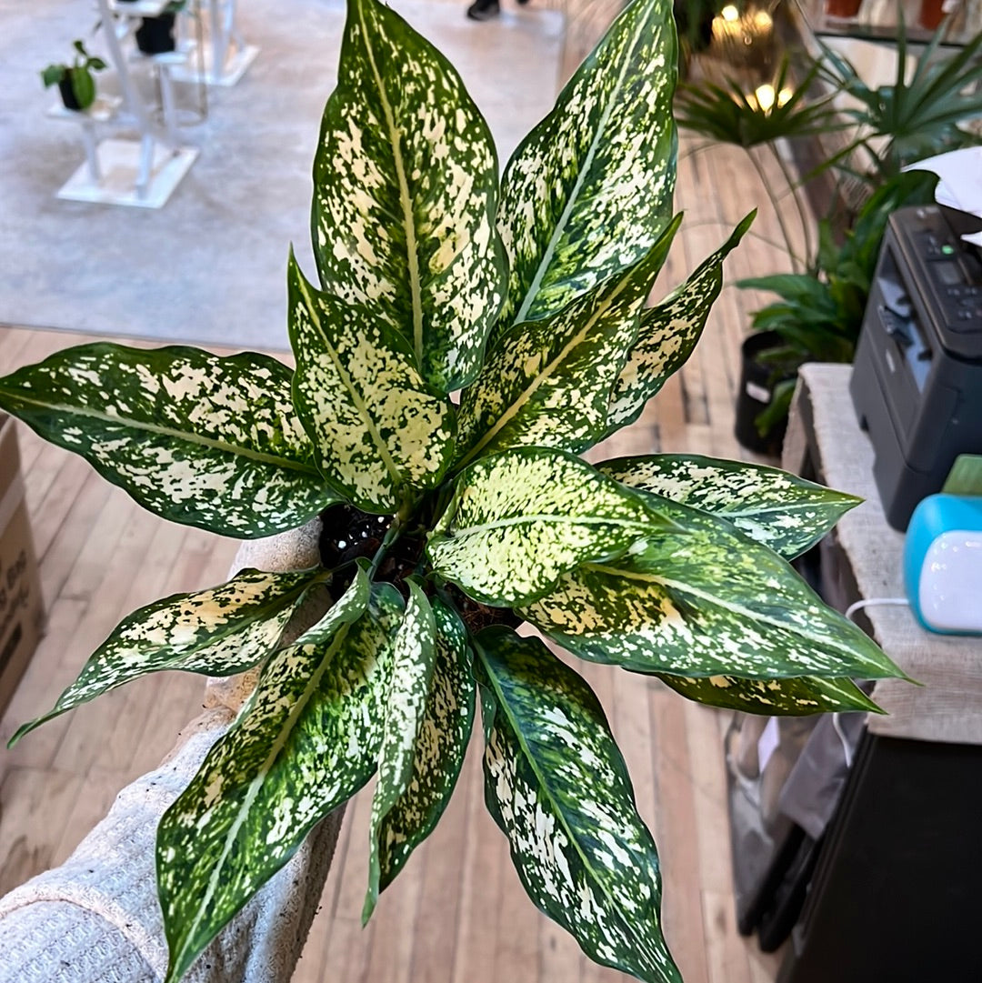Aglaonema Spring Snow 4
