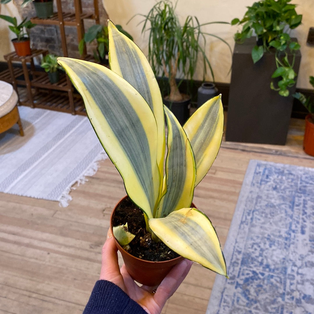 Snake Plant Ghost 4"