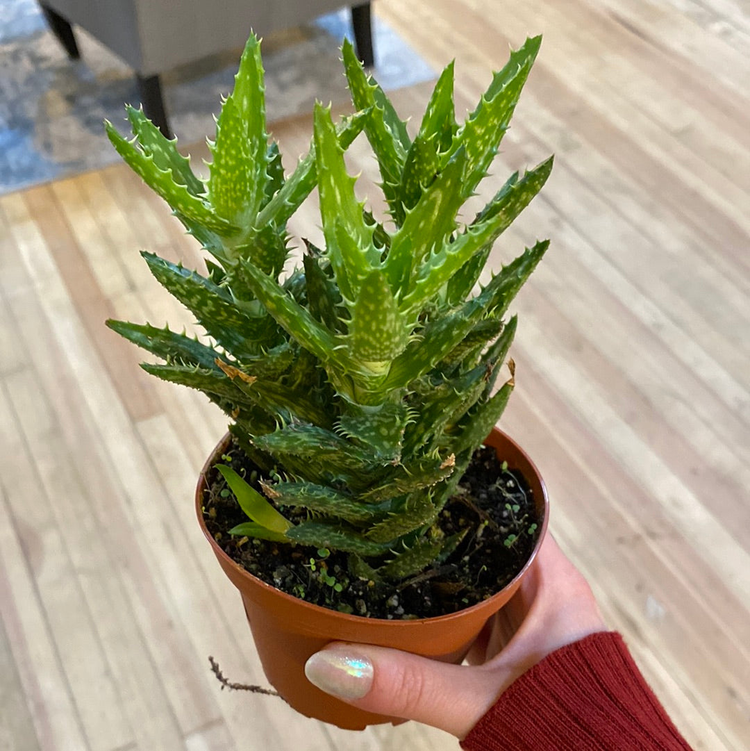 Tiger Tooth Aloe 4"