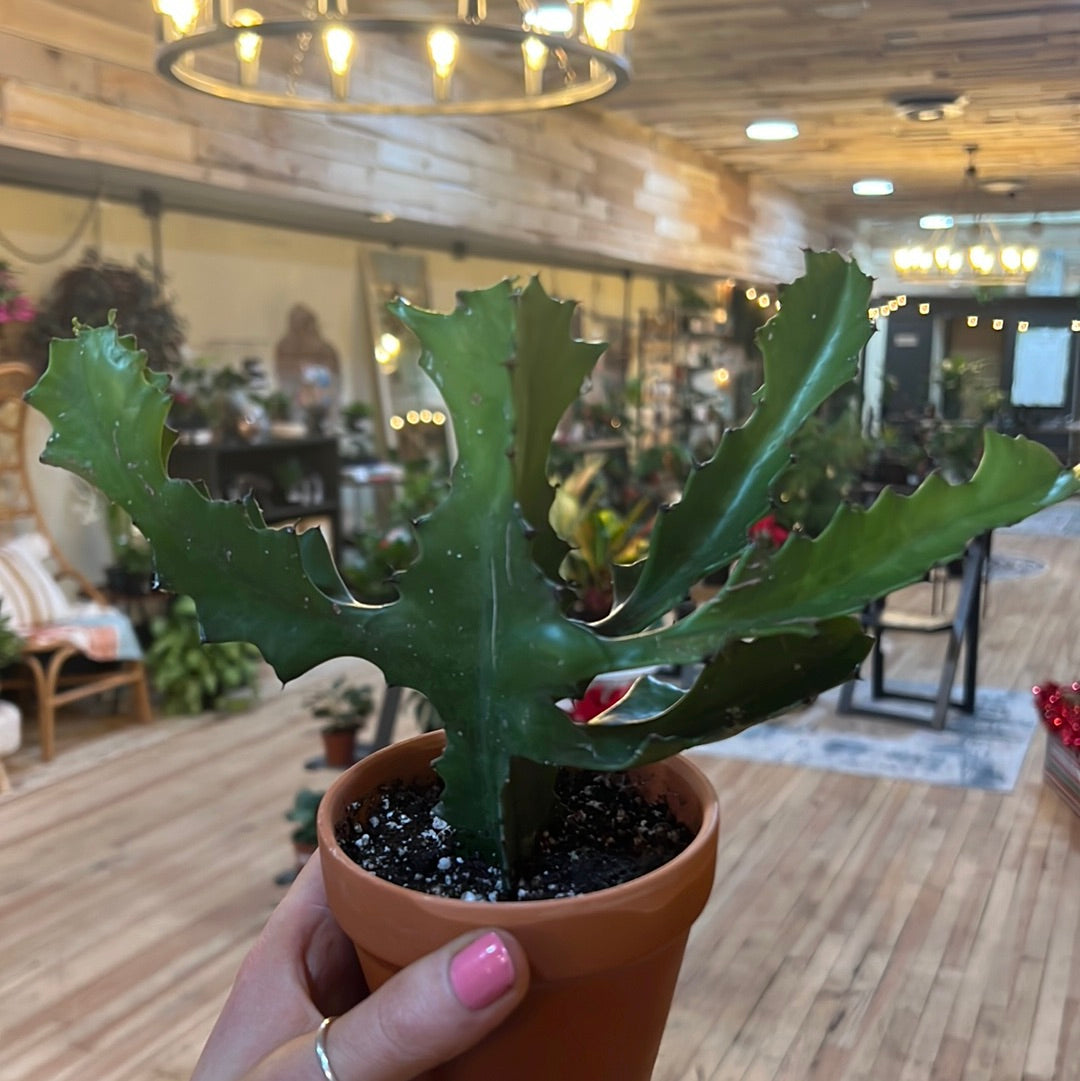 Euphorbia 4"