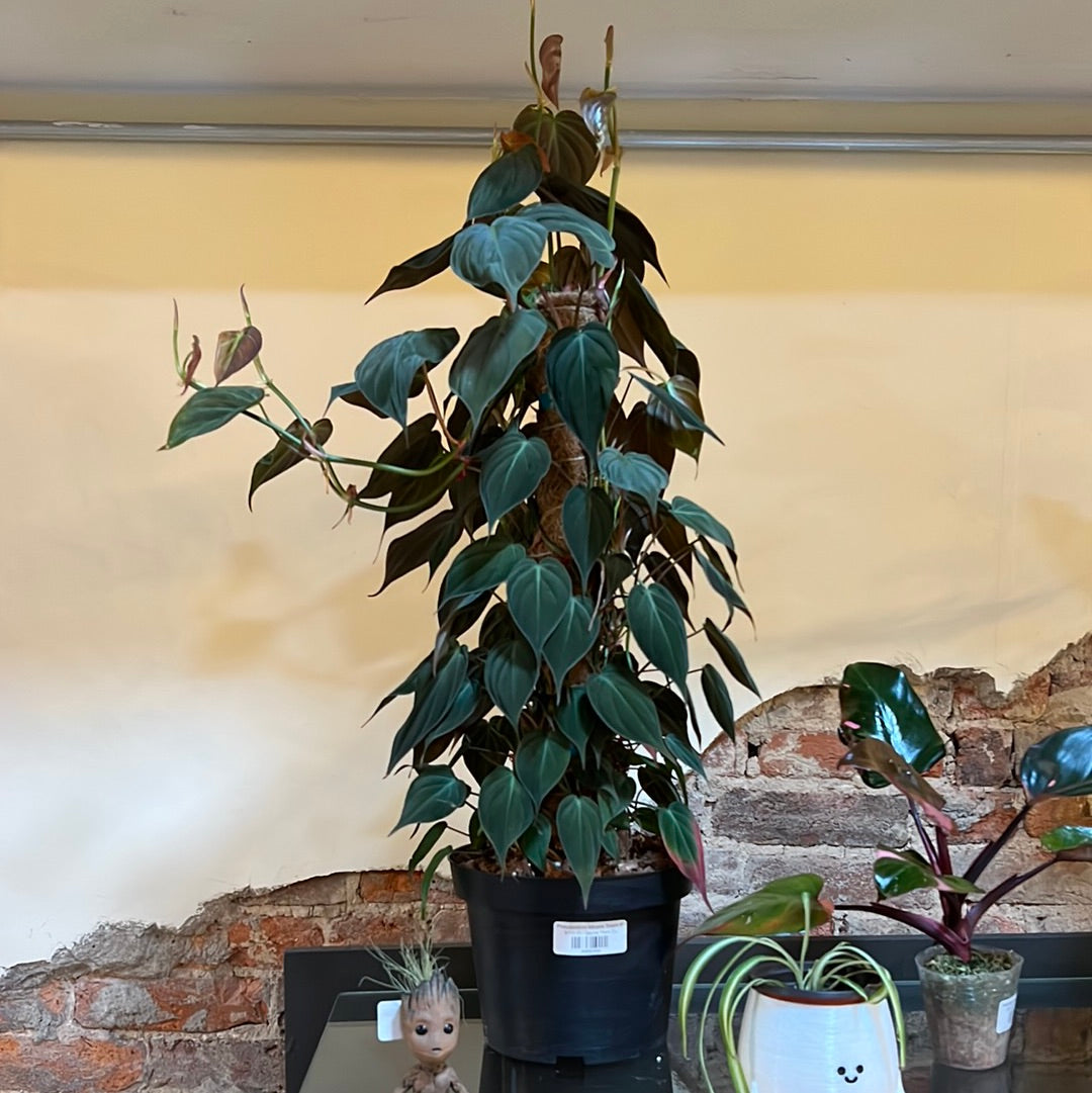Philodendron Micans Totem 8"