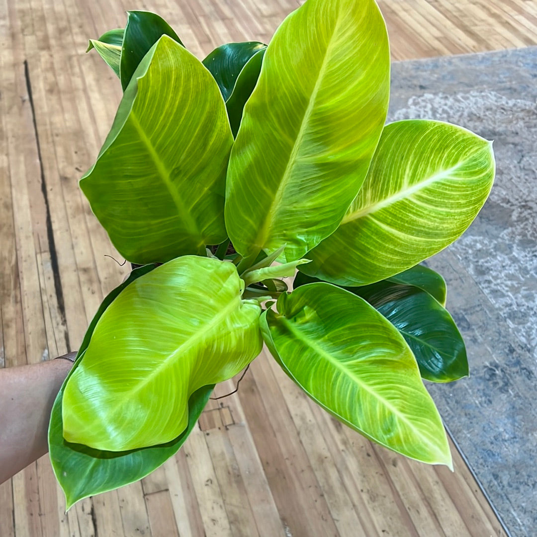 Philodendron Moonlight 6"