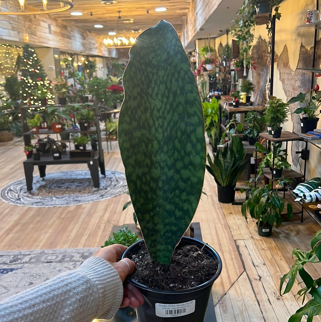 Whale Fin Snake Plant 6"